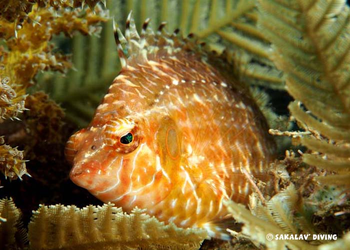 photo à Nosy Be